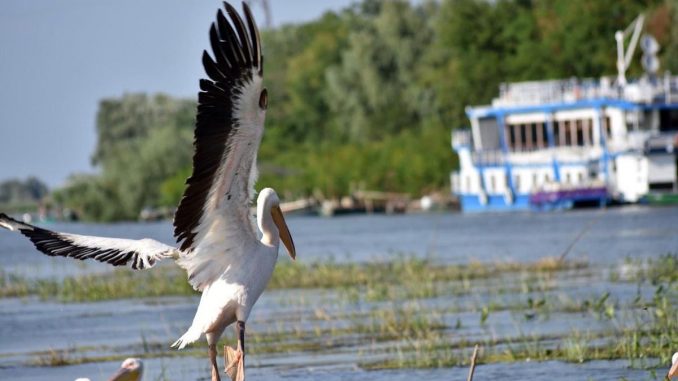 Delta Dunării rămâne una dintre cele mai apreciate destinații turistice din România în anul 2020, FOTO AMDTDD